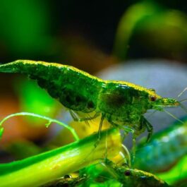 Green Jade Shrimp ( 3 pieces)