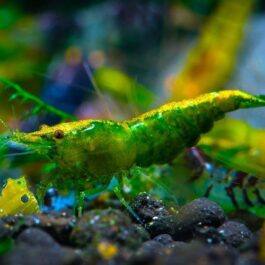 Green Jade Shrimp ( 3 pieces)