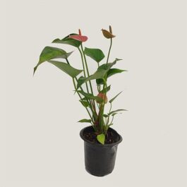 Anthurium Miniature Pink (single plant clump)