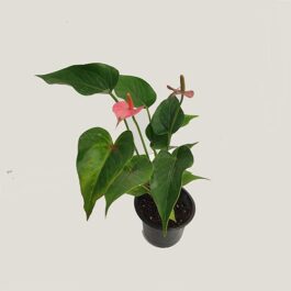 Anthurium Miniature Pink (single plant clump)