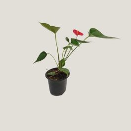 Anthurium Miniature Red (single plant pot)