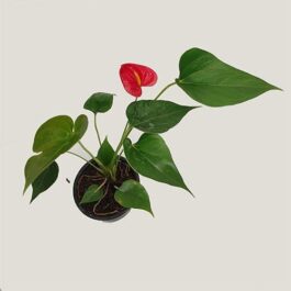 Anthurium Miniature Red (single plant pot)