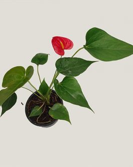 Anthurium Miniature Red (combo of 3 plants)