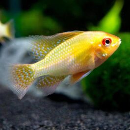 Golden Ram (5 Pieces)