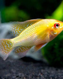 Golden Ram  (5 Pieces)