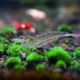 Amano Shrimps (3 Pieces)