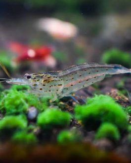 Amano Shrimps (3 Pieces)