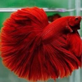 Full Red Fighter Pair