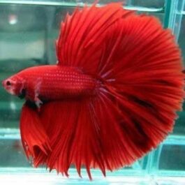 Full Red Fighter Pair