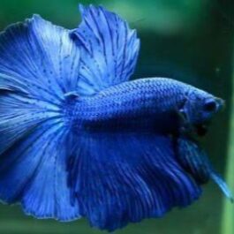 Full Blue Fighter Pair