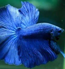 Full Blue Fighter Pair