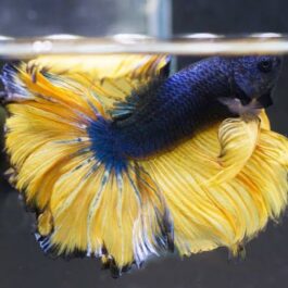 Mustard gas Fighter Pair