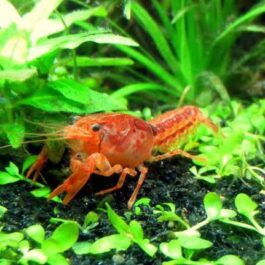 Orange Cray Fish ( 2 pair)