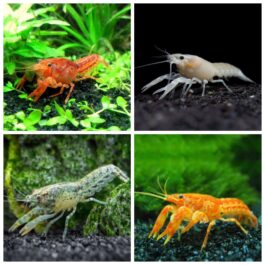 Cray Fish Combo ( White, Blue, Orange, Valentine( single piece)