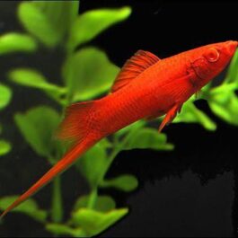 Red Sword Tail fish (10 pieces)
