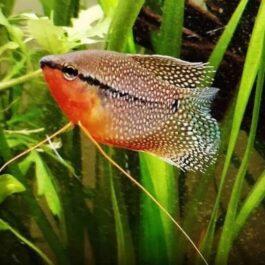 Pearl Gaurami (4 fishes)