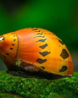 Spotted Nerrite snail (5 nos)