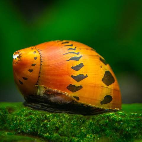 Spotted Nerrite snail (5 nos) - Image 2
