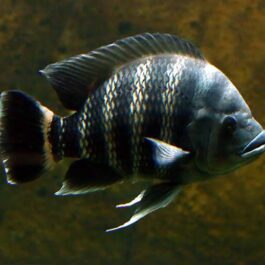 Buttikoferi Chichilds /Zebra Tilapia/Tilapia buttikoferi ( 5 pieces)