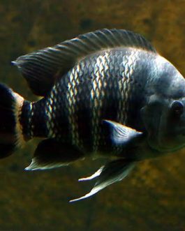 Buttikoferi Chichilds /Zebra Tilapia/Tilapia buttikoferi ( 5 pieces)