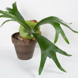 Staghorn Fern (mounted on coconut husk)