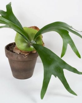 Staghorn Fern (mounted on coconut husk)