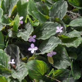 Peacock Ginger (plant clump)