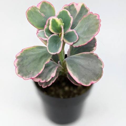 Varigated Kalachoe