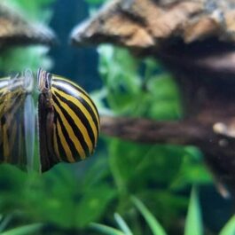 Zebra nerrite snail (5 nos)