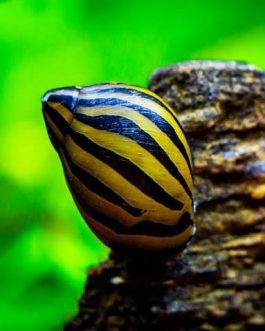 Zebra nerrite snail (5 nos)