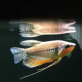 Pearl Gaurami (4 fishes)