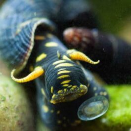 Yellow Spotted Rabbit snail (3 nos)