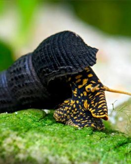Yellow Spotted Rabbit snail (3 nos)