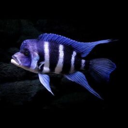 African Malawi Chichilds (3 Pieces)