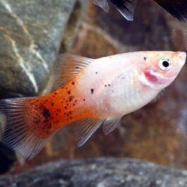 Red Tail Platy Pair