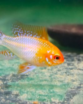 Golden Ram  (5 Pieces)