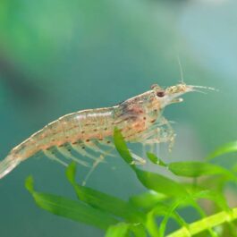 Amano Shrimps (3 Pieces)
