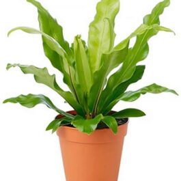 Bird Nest Fern (Single Medium sized Plant) in