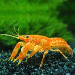 Cray Fish Combo ( White, Blue, Orange, Valentine( single piece)