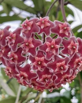 hoya pubicalyx (single plant)