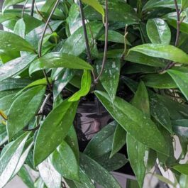 hoya pubicalyx (single plant)