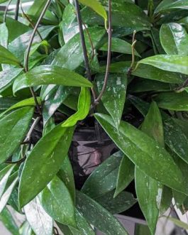 hoya pubicalyx (single plant)