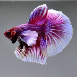 Big Ear Lavender Fighter Pair