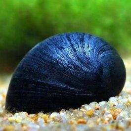 Military Helmet snail (5 nos)