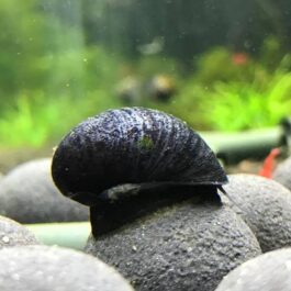 Military Helmet snail (5 nos)