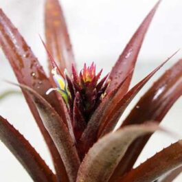 Dwarf ornamental red pineapple plant