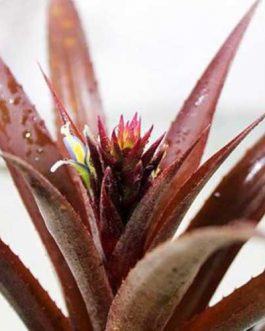 Dwarf ornamental red pineapple plant