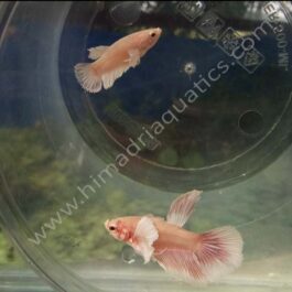 Dumbo Half Moon Fighter Pair