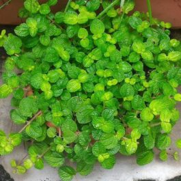 Creeping Charlie /Pilea nummulariifolia (3 stems)