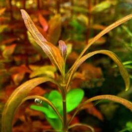 Hygrophila sp. snake